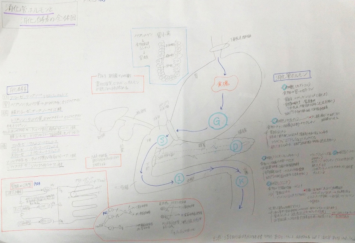 薬学部在籍受講生がまとめた消化器ホルモンと酵素のまとめノート例